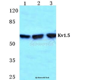 Anti-Kv1.5 Antibody from Bioworld Technology (BS5778) - Antibodies.com