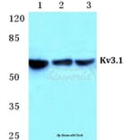 Anti-Kv3.1 Antibody from Bioworld Technology (BS5779) - Antibodies.com