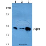 Anti-KVβ.3 Antibody from Bioworld Technology (BS5780) - Antibodies.com