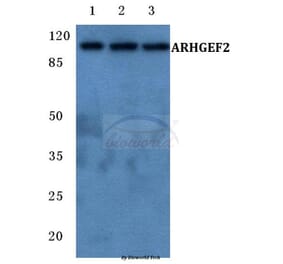 Anti-ARHGEF2 Antibody from Bioworld Technology (BS5781) - Antibodies.com
