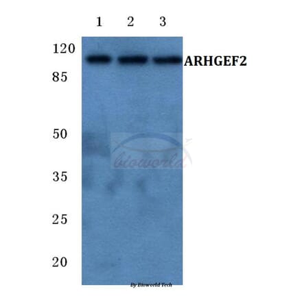 Anti-ARHGEF2 Antibody from Bioworld Technology (BS5781) - Antibodies.com
