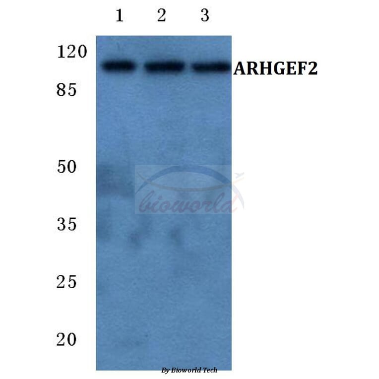 Anti-ARHGEF2 Antibody from Bioworld Technology (BS5781) - Antibodies.com