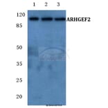 Anti-ARHGEF2 Antibody from Bioworld Technology (BS5781) - Antibodies.com