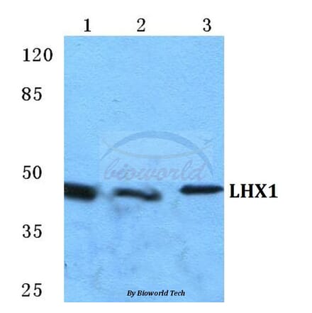 Anti-LHX1 Antibody from Bioworld Technology (BS5782) - Antibodies.com