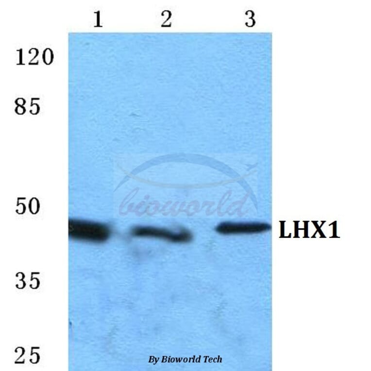 Anti-LHX1 Antibody from Bioworld Technology (BS5782) - Antibodies.com