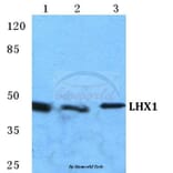 Anti-LHX1 Antibody from Bioworld Technology (BS5782) - Antibodies.com