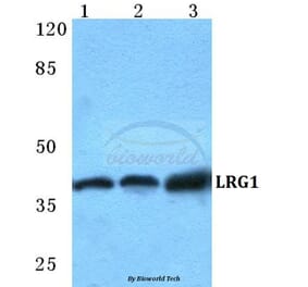 Anti-LRG1 Antibody from Bioworld Technology (BS5784) - Antibodies.com