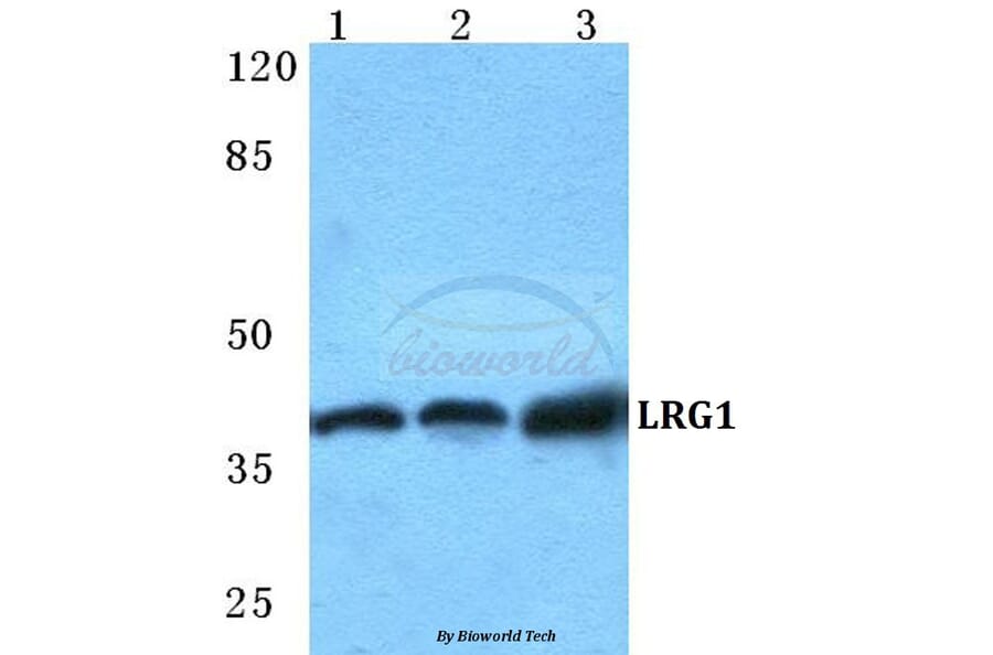 Anti-LRG1 Antibody from Bioworld Technology (BS5784) - Antibodies.com