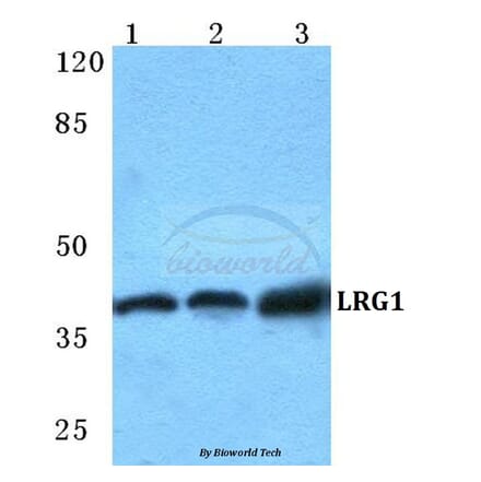 Anti-LRG1 Antibody from Bioworld Technology (BS5784) - Antibodies.com
