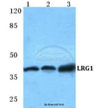 Anti-LRG1 Antibody from Bioworld Technology (BS5784) - Antibodies.com