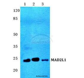 Anti-MAD2L1 Antibody from Bioworld Technology (BS5787) - Antibodies.com