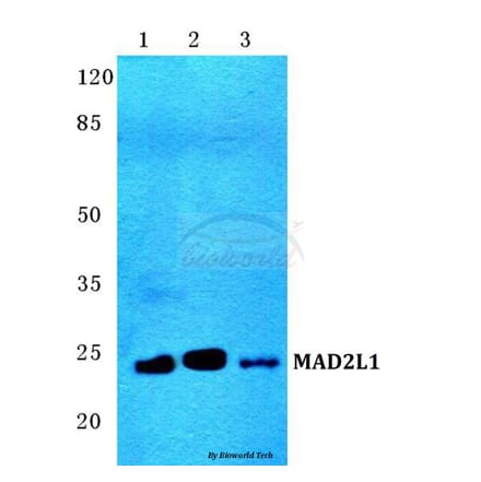 Anti-MAD2L1 Antibody from Bioworld Technology (BS5787) - Antibodies.com