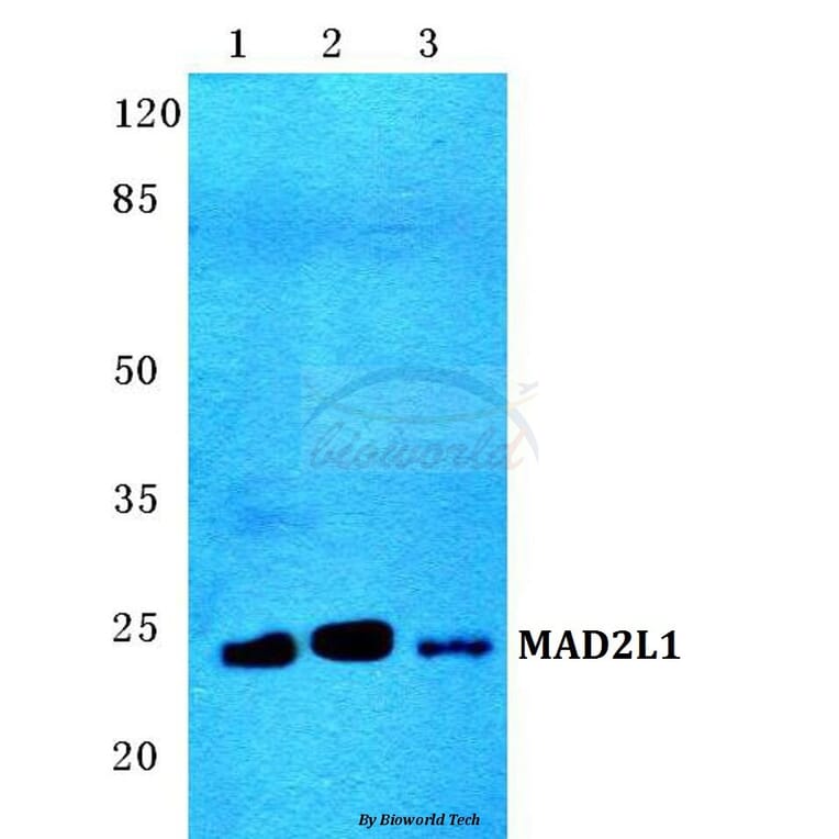 Anti-MAD2L1 Antibody from Bioworld Technology (BS5787) - Antibodies.com