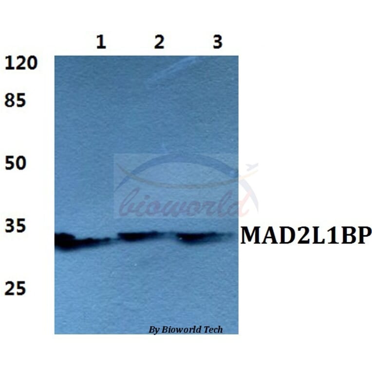 Anti-MAD2L1BP Antibody from Bioworld Technology (BS5788) - Antibodies.com