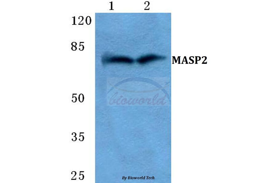 Anti-MASP2 Antibody from Bioworld Technology (BS5789) - Antibodies.com