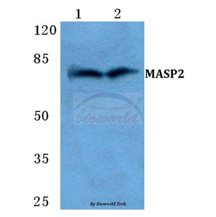 Anti-MASP2 Antibody from Bioworld Technology (BS5789) - Antibodies.com