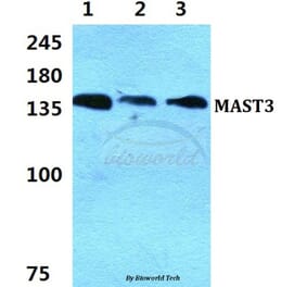 Anti-MAST3 Antibody from Bioworld Technology (BS5790) - Antibodies.com