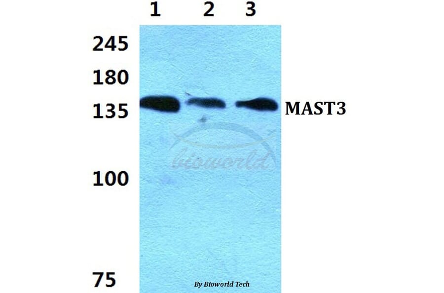 Anti-MAST3 Antibody from Bioworld Technology (BS5790) - Antibodies.com