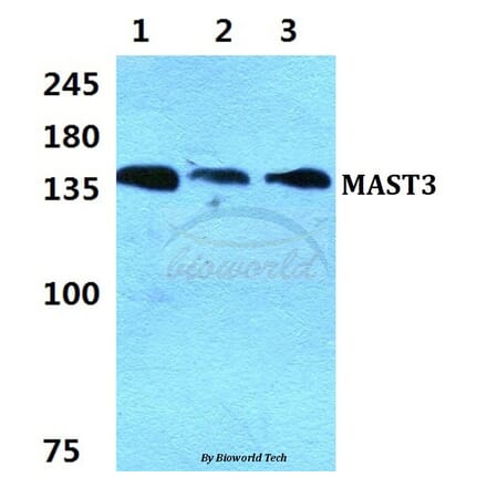 Anti-MAST3 Antibody from Bioworld Technology (BS5790) - Antibodies.com