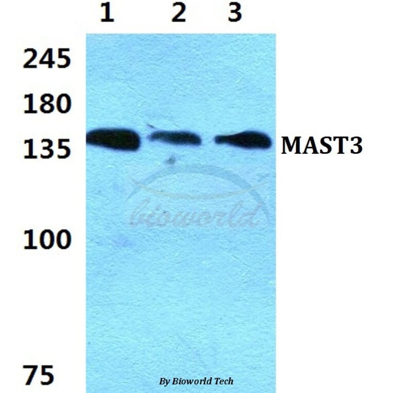 Anti-MAST3 Antibody from Bioworld Technology (BS5790) - Antibodies.com