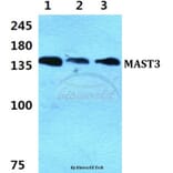 Anti-MAST3 Antibody from Bioworld Technology (BS5790) - Antibodies.com