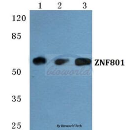 Anti-ZNF801 Antibody from Bioworld Technology (BS5792) - Antibodies.com