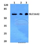 Anti-SLC16A2 Antibody from Bioworld Technology (BS5793) - Antibodies.com