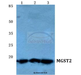 Anti-MGST2 Antibody from Bioworld Technology (BS5796) - Antibodies.com