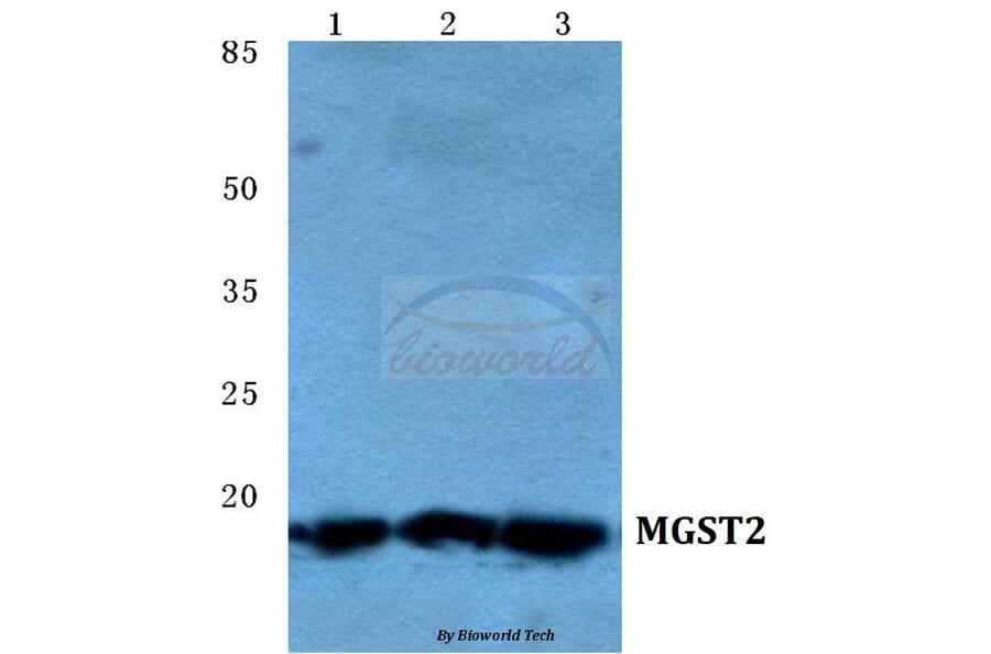 Anti-MGST2 Antibody from Bioworld Technology (BS5796) - Antibodies.com