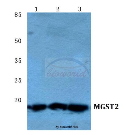 Anti-MGST2 Antibody from Bioworld Technology (BS5796) - Antibodies.com