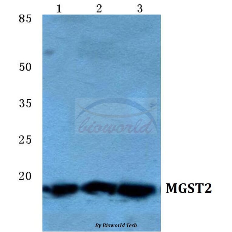 Anti-MGST2 Antibody from Bioworld Technology (BS5796) - Antibodies.com