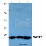 Anti-MGST2 Antibody from Bioworld Technology (BS5796) - Antibodies.com