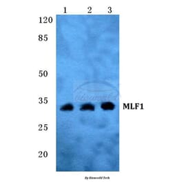 Anti-MLF1 Antibody from Bioworld Technology (BS5797) - Antibodies.com