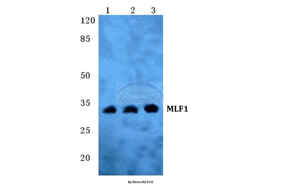 Anti-MLF1 Antibody from Bioworld Technology (BS5797) - Antibodies.com