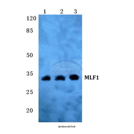 Anti-MLF1 Antibody from Bioworld Technology (BS5797) - Antibodies.com