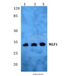 Anti-MLF1 Antibody from Bioworld Technology (BS5797) - Antibodies.com