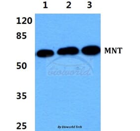 Anti-MNT Antibody from Bioworld Technology (BS5798) - Antibodies.com