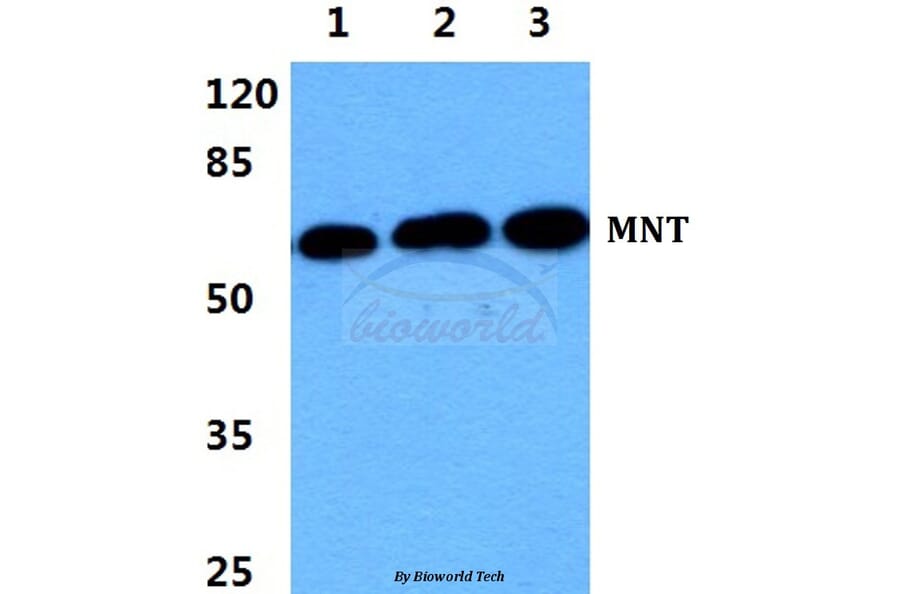 Anti-MNT Antibody from Bioworld Technology (BS5798) - Antibodies.com