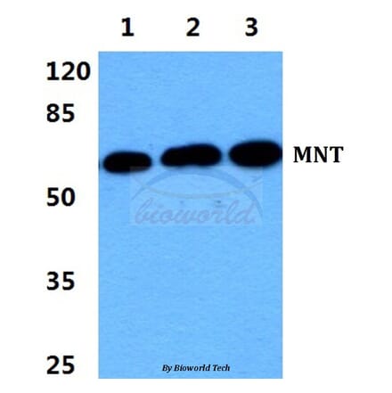 Anti-MNT Antibody from Bioworld Technology (BS5798) - Antibodies.com