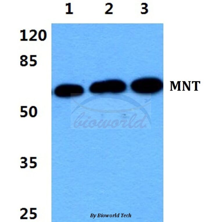 Anti-MNT Antibody from Bioworld Technology (BS5798) - Antibodies.com