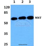 Anti-MNT Antibody from Bioworld Technology (BS5798) - Antibodies.com