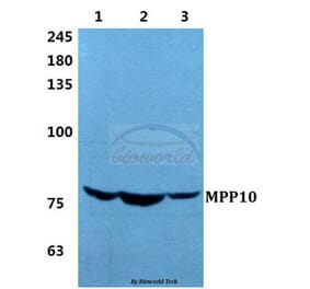 Anti-MPP10 Antibody from Bioworld Technology (BS5799) - Antibodies.com