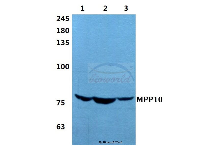 Anti-MPP10 Antibody from Bioworld Technology (BS5799) - Antibodies.com