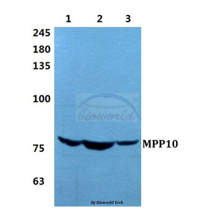 Anti-MPP10 Antibody from Bioworld Technology (BS5799) - Antibodies.com