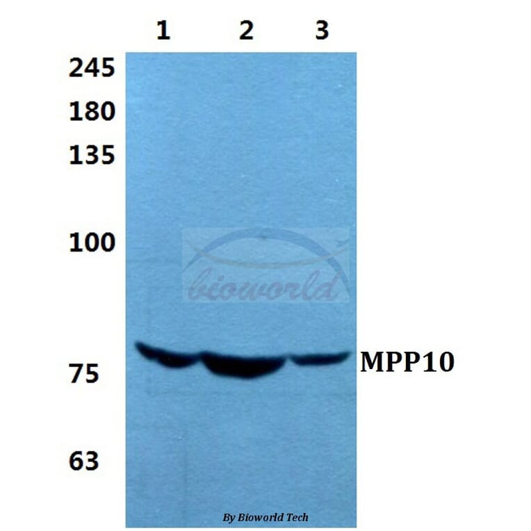 Anti-MPP10 Antibody from Bioworld Technology (BS5799) - Antibodies.com