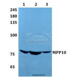 Anti-MPP10 Antibody from Bioworld Technology (BS5799) - Antibodies.com