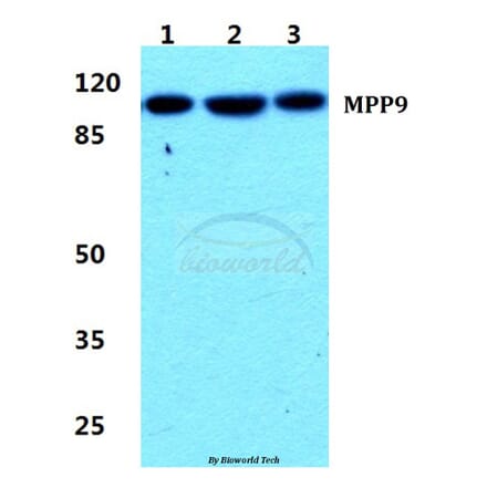 Anti-MPP9 Antibody from Bioworld Technology (BS5800) - Antibodies.com