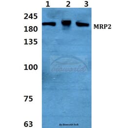 Anti-MRP2 Antibody from Bioworld Technology (BS5801) - Antibodies.com