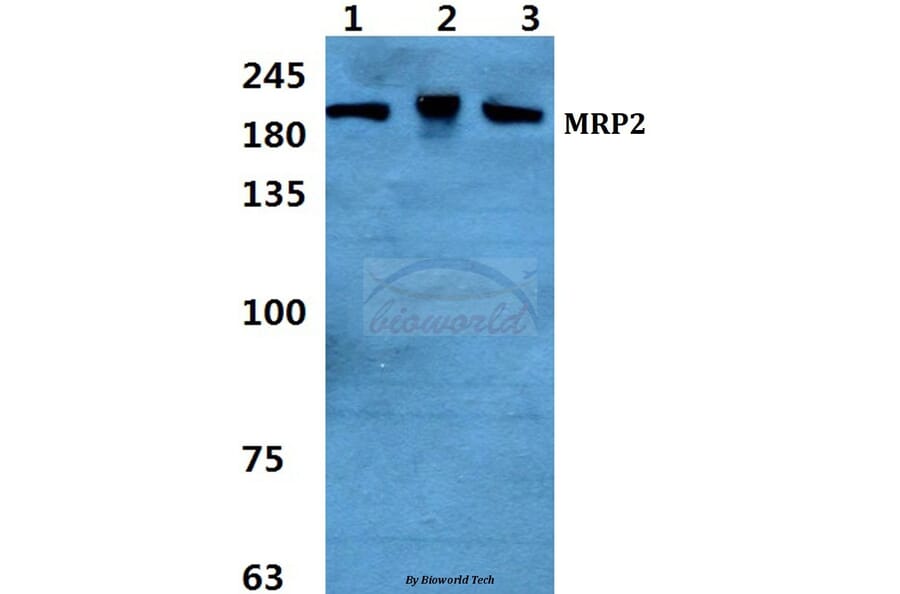 Anti-MRP2 Antibody from Bioworld Technology (BS5801) - Antibodies.com