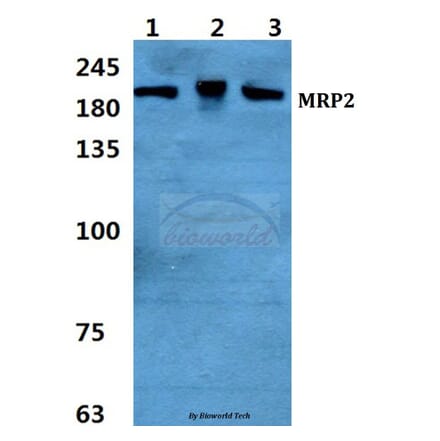 Anti-MRP2 Antibody from Bioworld Technology (BS5801) - Antibodies.com